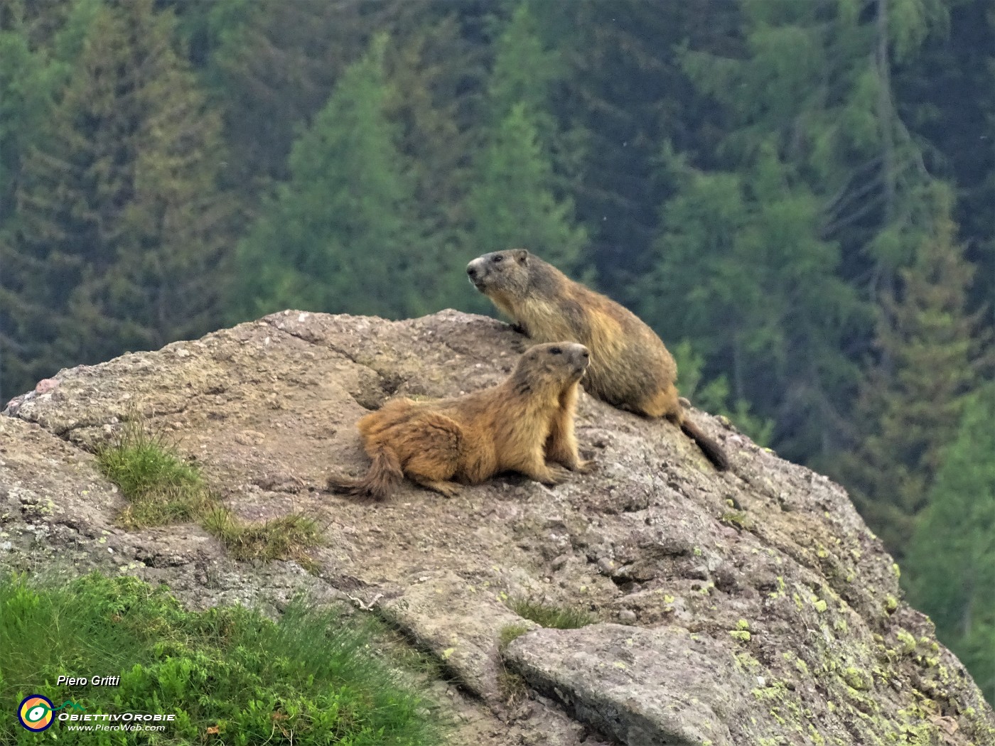 93 Marmotte in comoda sentinella su grossi massi.JPG